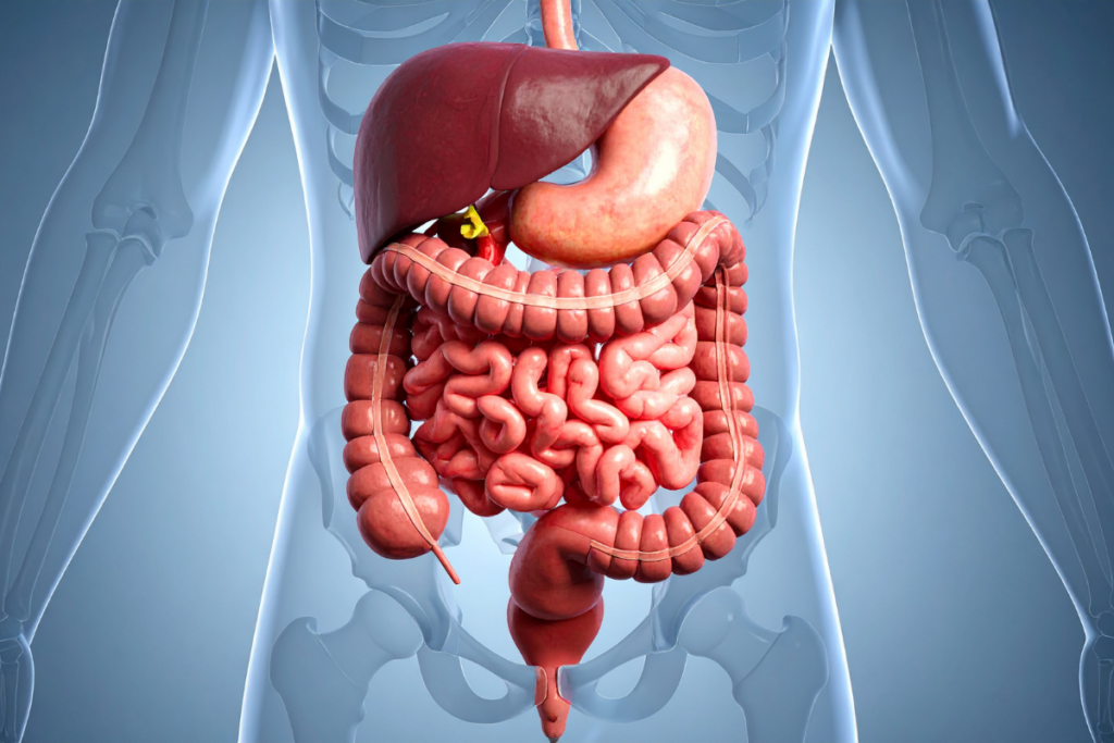 Darmbarriere stärken: Was wirklich hilft